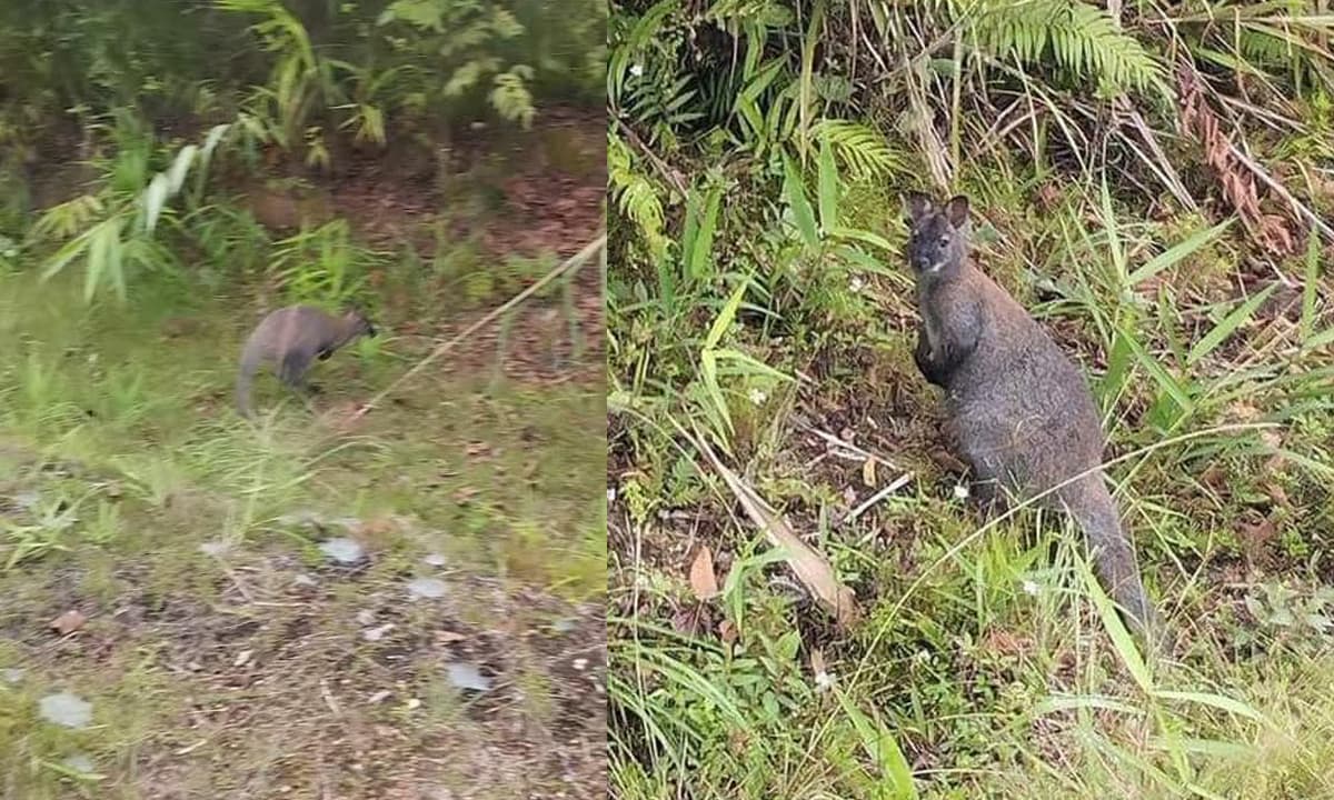 View - Phát hiển chuột túi - loài vật biểu tượng của nước Úc ở Cao Bằng, sự thật là gì?