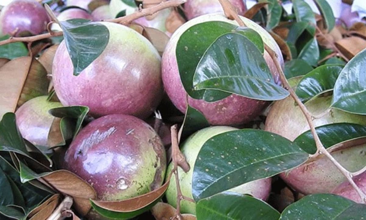 Một loại quả chỉ duy nhất Việt Nam xuất khẩu trên thế giới, có hàm lượng sắt gấp 4 lần táo và có khả năng chống oxy hóa cao