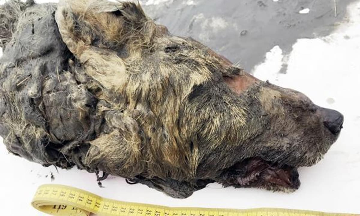 View - Phát hiện đầu sói khổng lồ ở vùng băng vĩnh cửu ở Nga, hóa ra là một con sói cổ từ 40.000 năm trước, nếu được bảo tồn có thể sẽ “hồi sinh”
