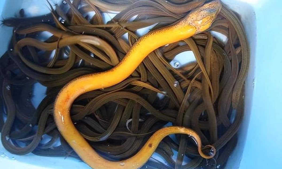 lươn, rắn, 