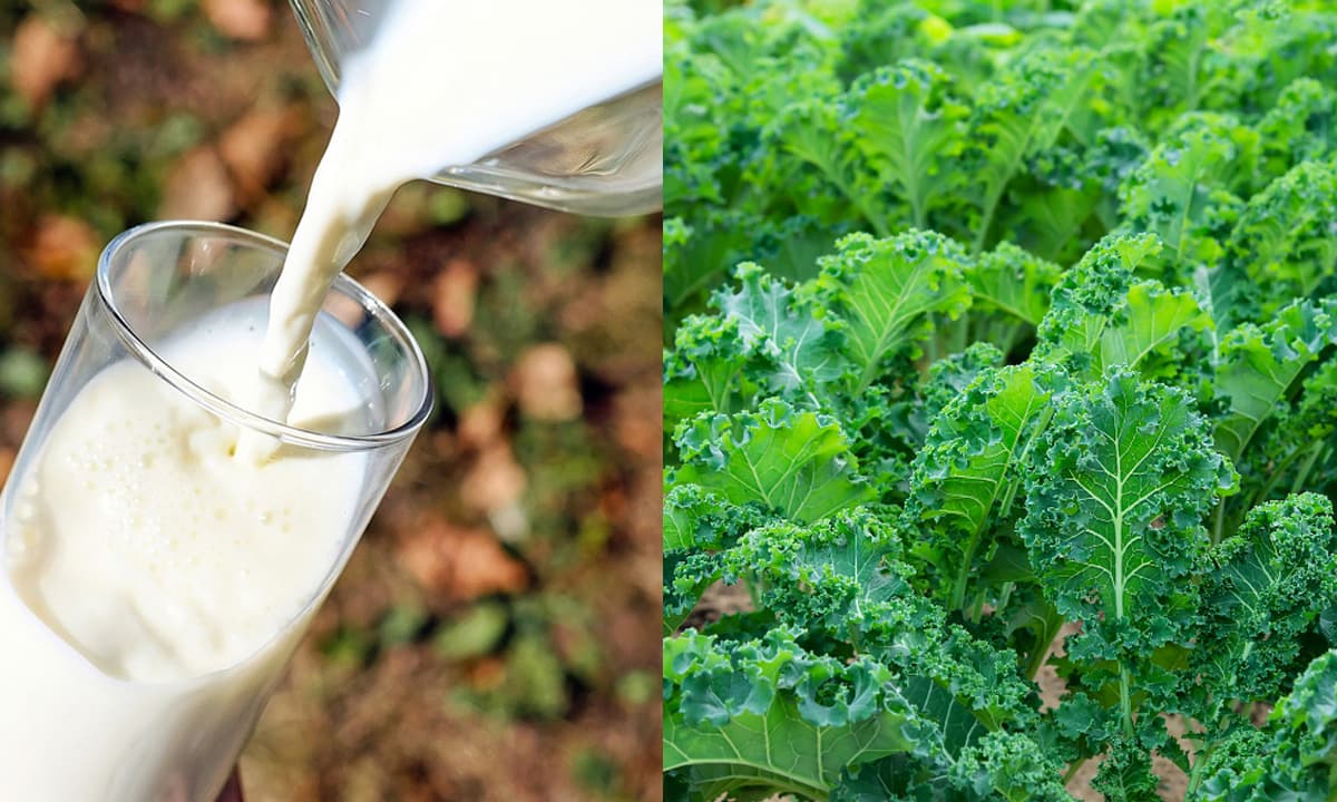 View - Ai không uống được sữa có thể thay thế việc bổ sung canxi dồi dào bằng “7 loại rau” này