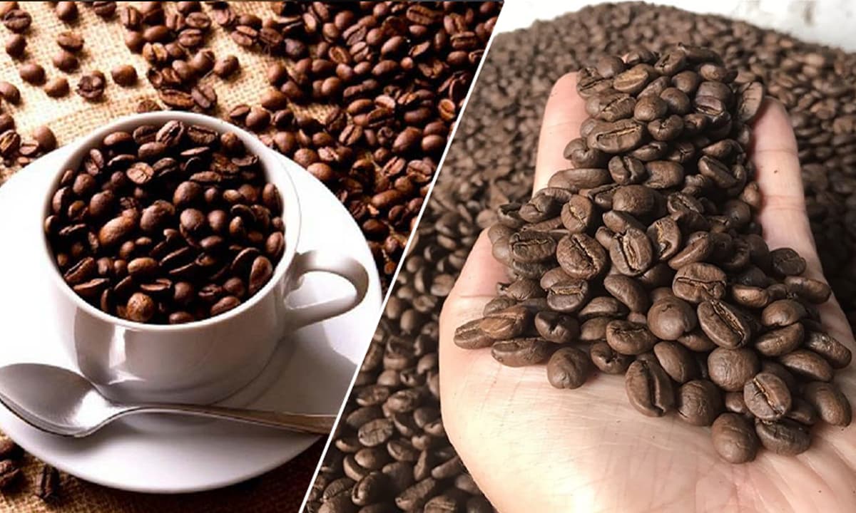 View - Cà phê Arabica và Robusta là những loại cà phê gì mà đang rất hot? Cách phân biệt, và loại nào ngon hơn?