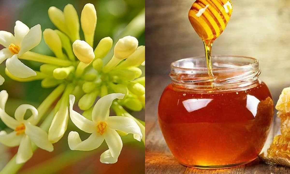 Cách ngâm hoa đu đủ đực với mật ong và thời điểm nào uống tốt nhất?