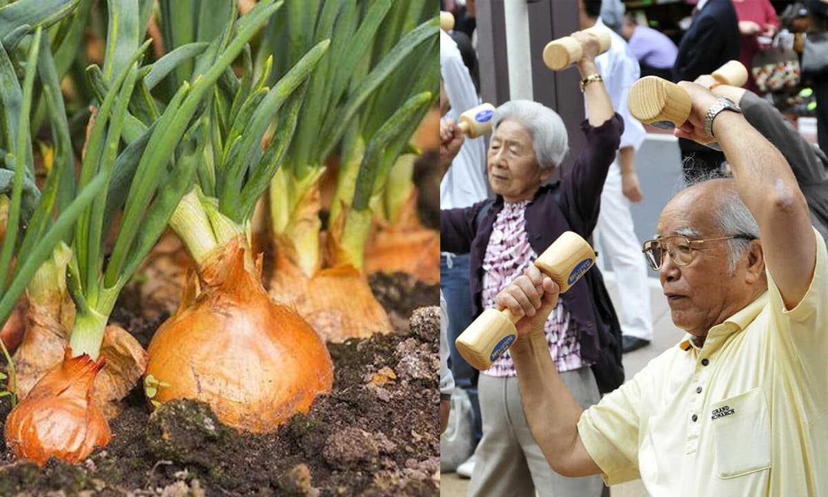 Thuốc chống ung thư tự nhiên người Nhật cực thích, ngoài chợ Việt bán nhiều chỉ 5 nghìn đồng nhưng ít ai ăn