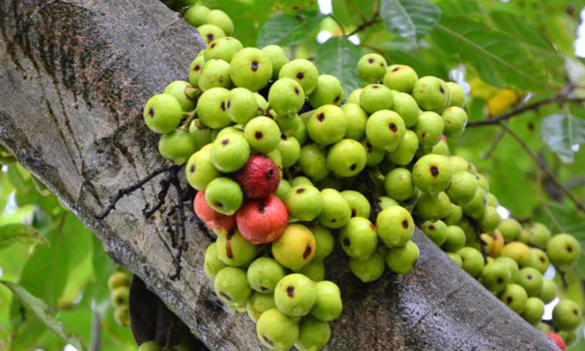 Loại quả này được mệnh danh là “trái cây vua canxi” và có hàm lượng canxi gấp 20 lần táo