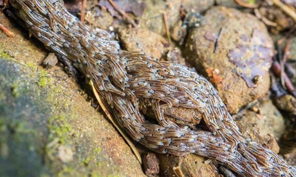 View - Bí ẩn hàng nghìn ấu trùng lúc nhúc, xếp thành con rắn trườn dài đã được giải mã