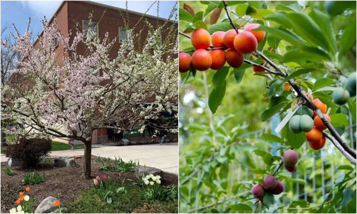 Tree of 40 Fruit, Cây 40 loại quả, loài cây cho ra 40 loại quả khác nhau trong một mùa