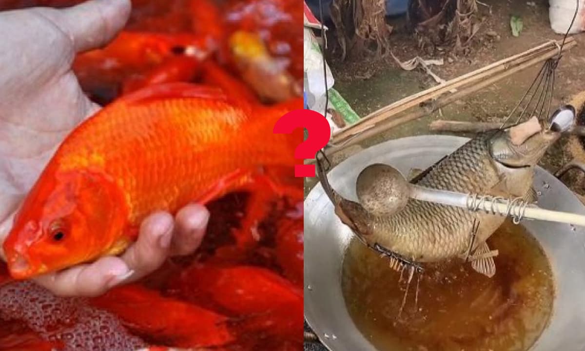 View - Cách chọn cá chép cúng ông Công ông Táo, nên dùng cá sống hay cá rán? 
