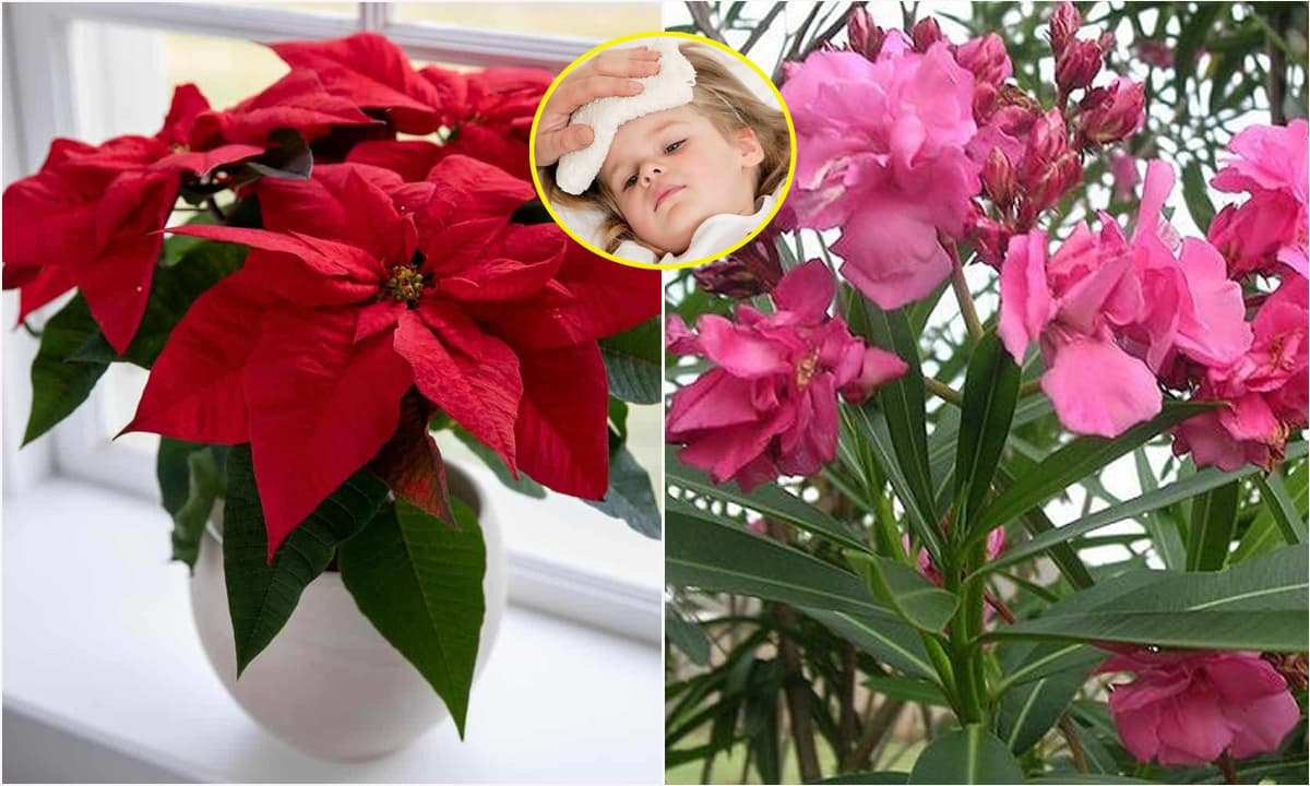 Tuyệt đối không được trồng loại hoa này nếu trong nhà có em bé, hoa trạng nguyên là nguy hiểm nhất!
