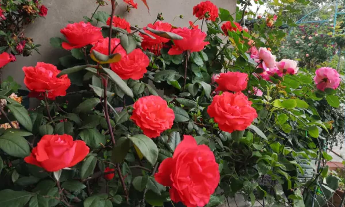 View - Chăm sóc hoa hồng vào mùa xuân, không chỉ tưới nước, mà cần làm tốt một số điều để cây phát triển mạnh mẽ và nở to đẹp