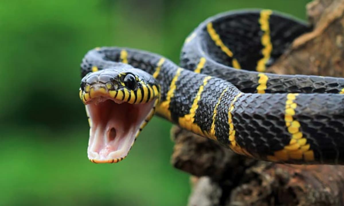 View - Khi bị rắn độc cắn, dùng nọc rắn tiêm vào cơ thể có miễn dịch không?