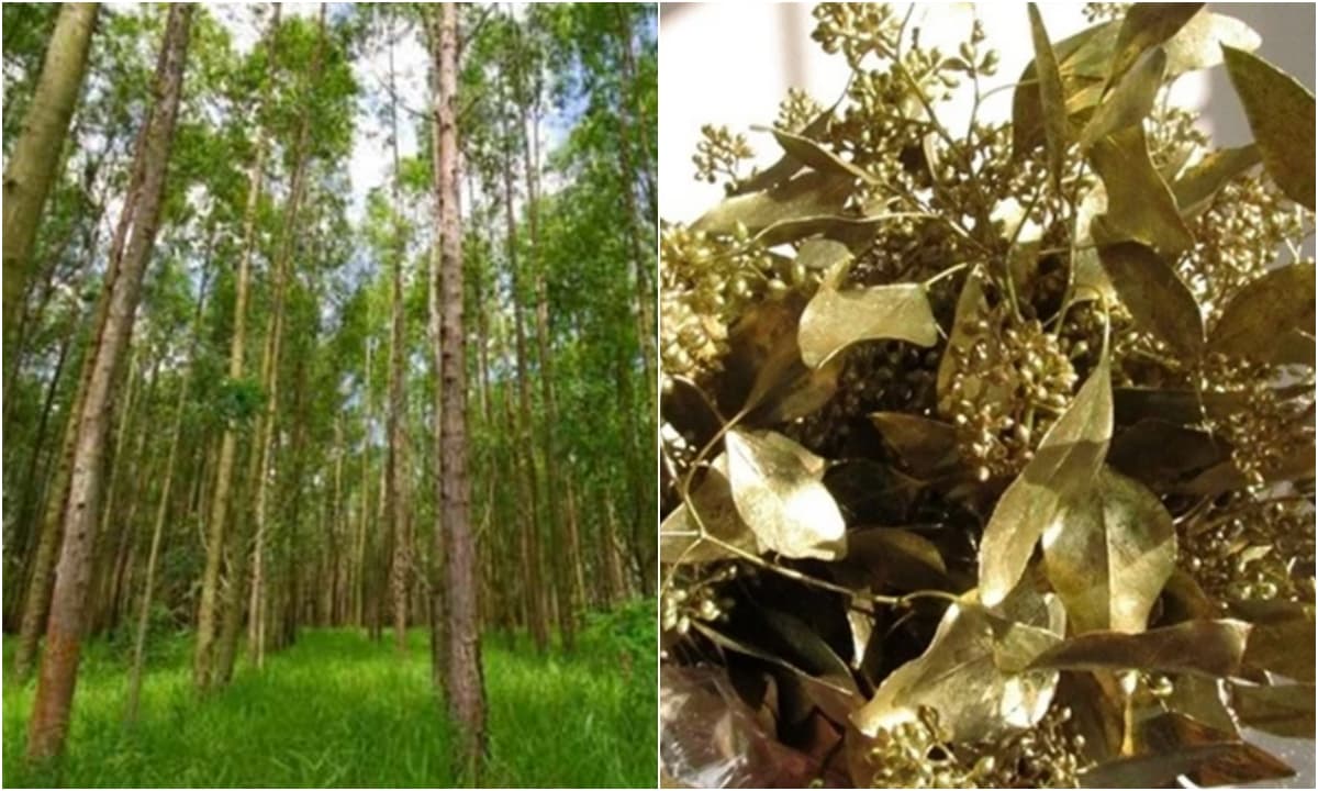View - Bất ngờ với loài cây có khả năng trổ ra vàng, ở Việt Nam mọc rất nhiều mà ai cũng biết