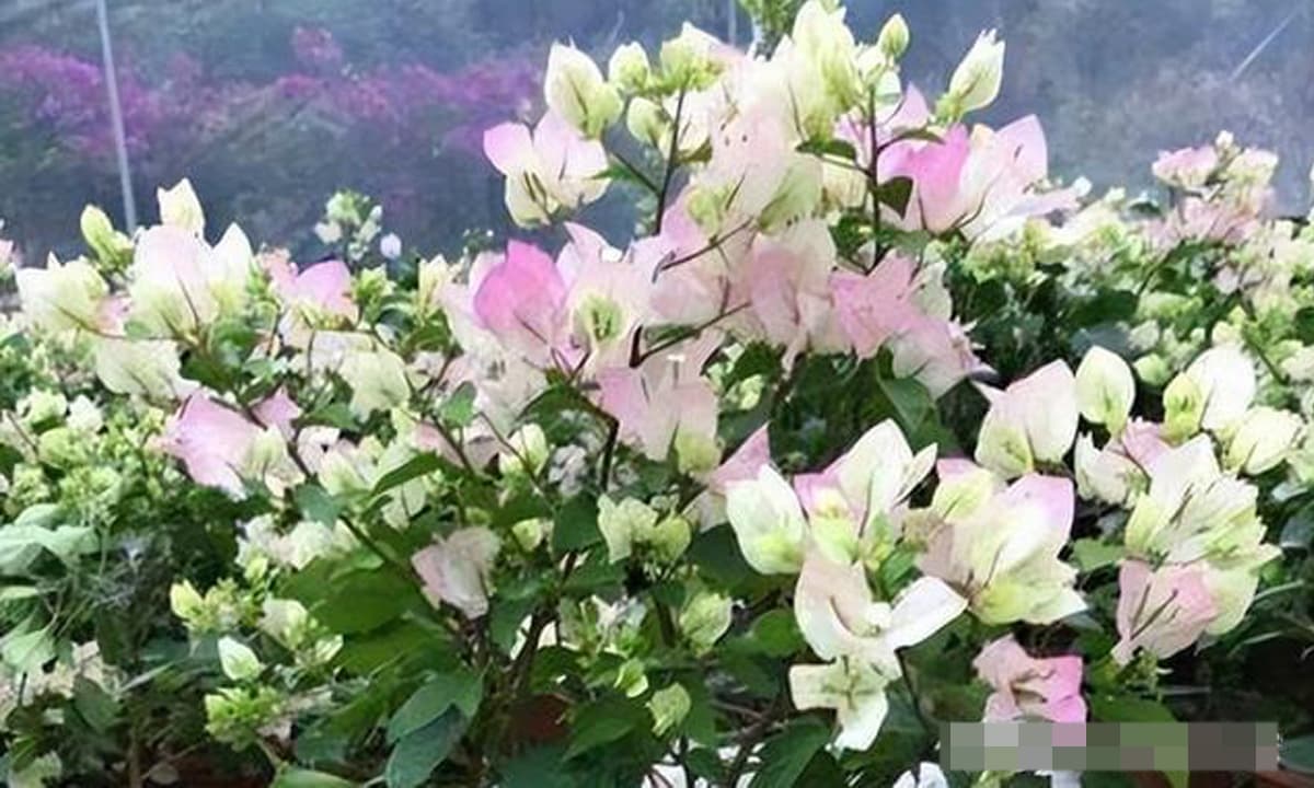 View - Nàng tiên của thế giới hoa giấy - Green Sakura loài hoa vừa đẹp vừa cổ tích, dễ trồng và phát triển mạnh mẽ