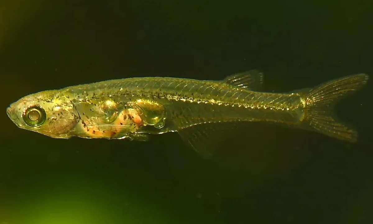 Danionella cerebrum, cá nhỏ nhất thế giới, cá phát ra tiếng lớn hơn tiếng máy bay cất cánh