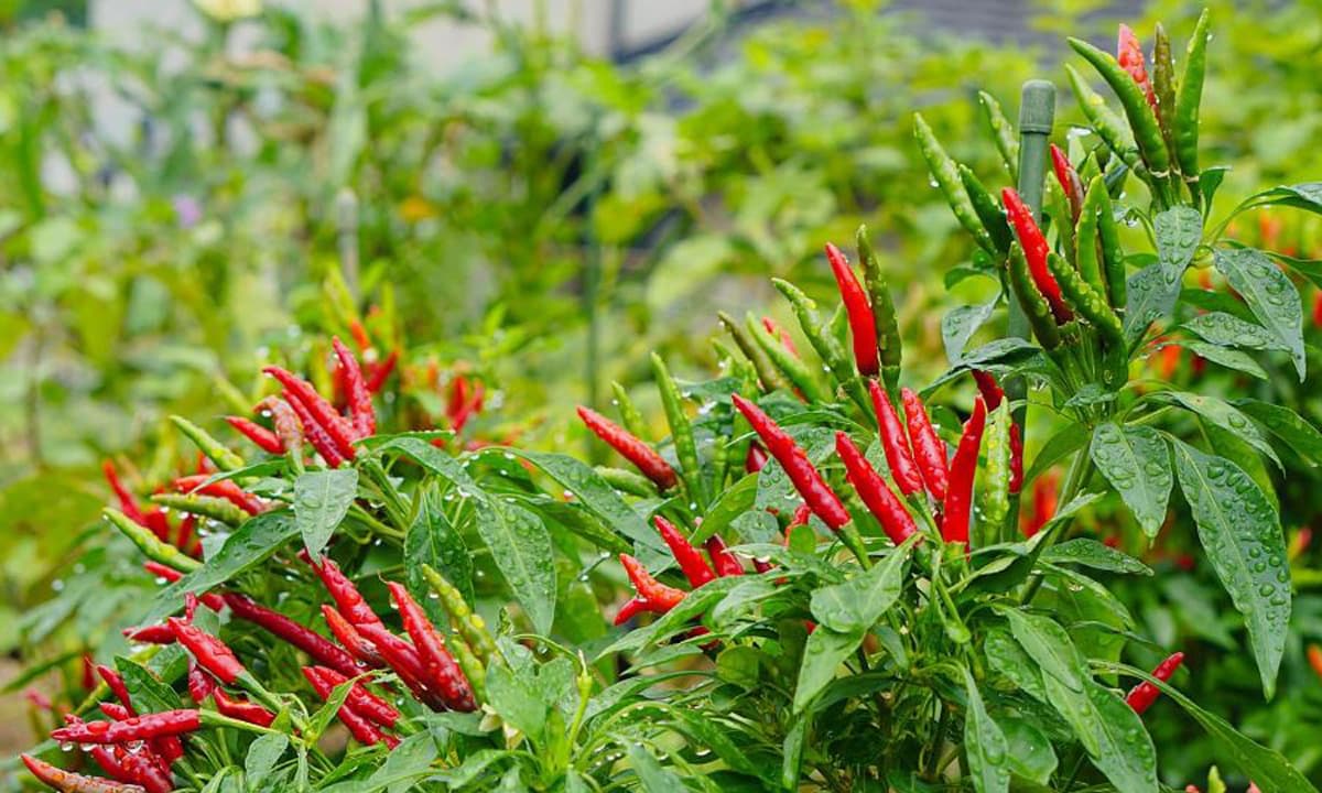View - Nhiều người quan tâm, nếu xét về mặt phong thủy thì có nên trồng cây ớt trước cửa nhà hay không?