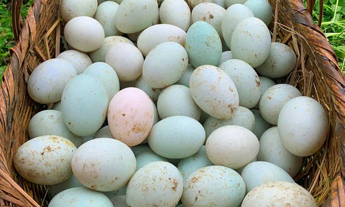 trứng vịt, vỏ xanh, vỏ trắng
