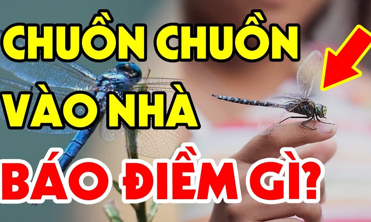 Chuồn chuồn bay vào nhà báo hiệu trước những sự việc này trong tương ...