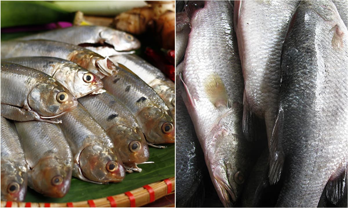 4 loại cá giàu omega 3 bậc nhất, giúp kiểm soát đường huyết, bổ tim chắc xương, ở Việt Nam có rất nhiều