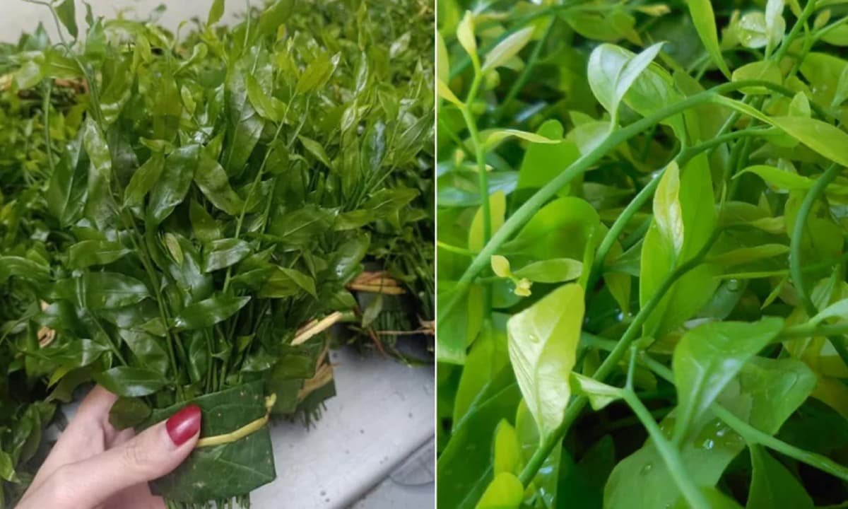 Loài rau có tên trong Sách đỏ Việt Nam với nhiều lợi ích như thuốc bổ, giá có thể lên đến hơn 1 triệu/1kg