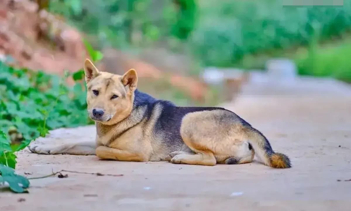 Người xưa đúc kết: “Ra ngoài gặp phải ba con vật, không đen đủi cũng ...