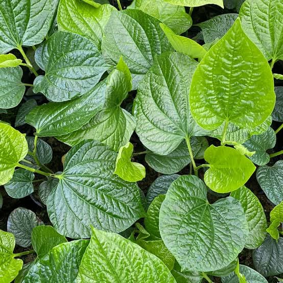 Công dụng chữa bệnh của lá lốt, hóa ra thứ mọi người hay để cuốn chả lại tuyệt  vời đến vậy