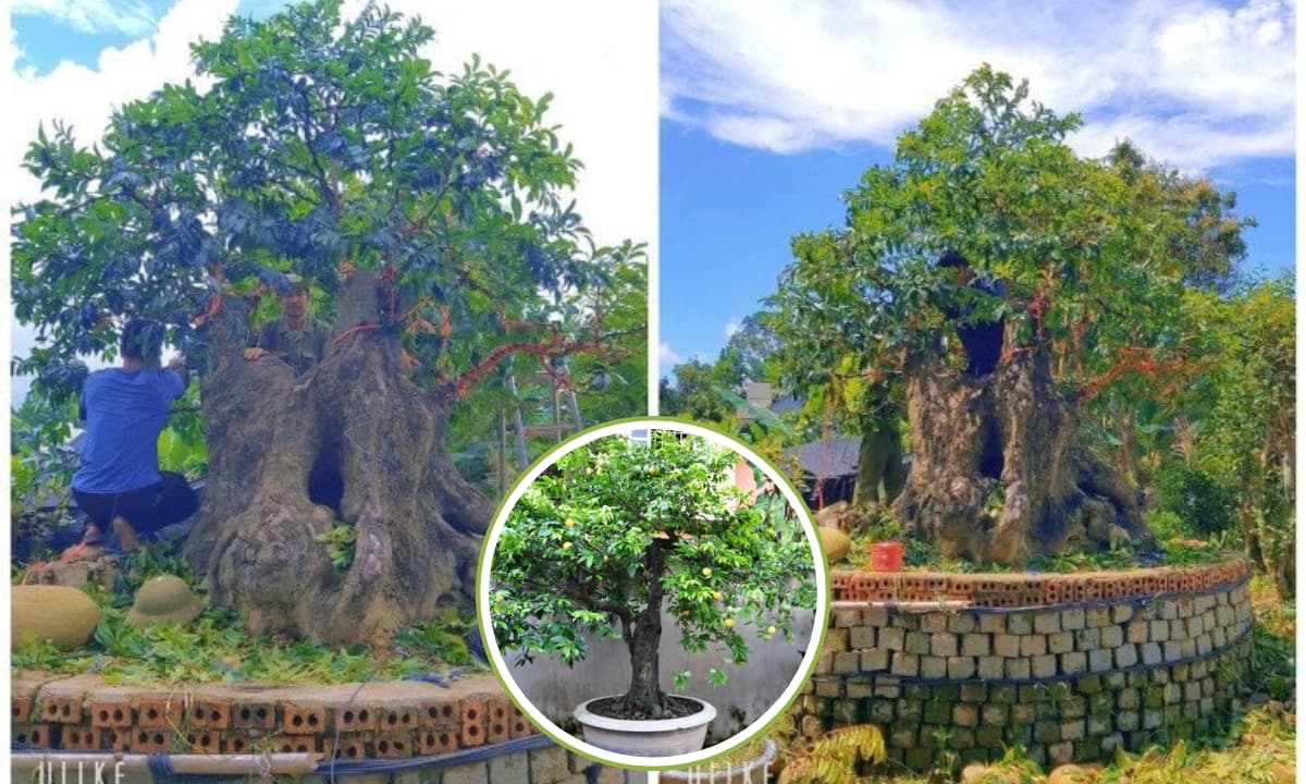 Choáng Ngợp Trước Những Bonsai Trái Cây ‘độc Nhất Vô Nhị’: Thơm Ngát 