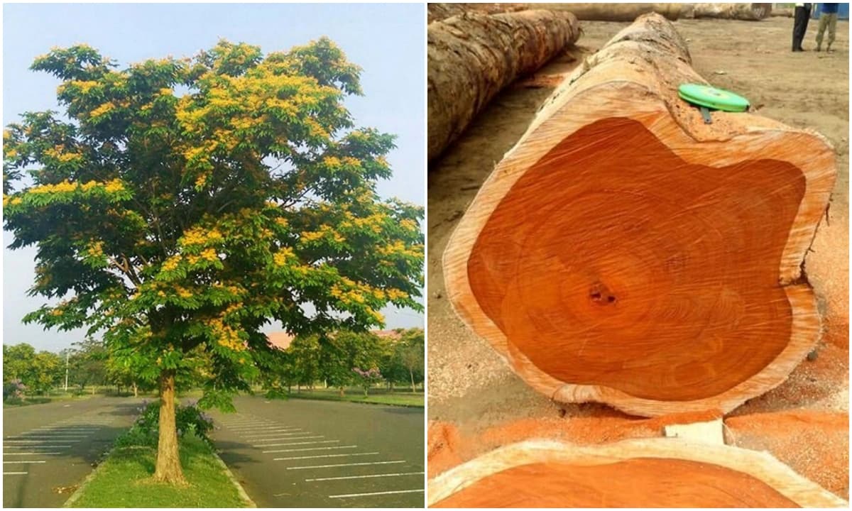 Việt Nam sở hữu 'vương mộc' quý như kim cương: 800 năm mới khai thác, giá lên tới 25 tỷ đồng/cây