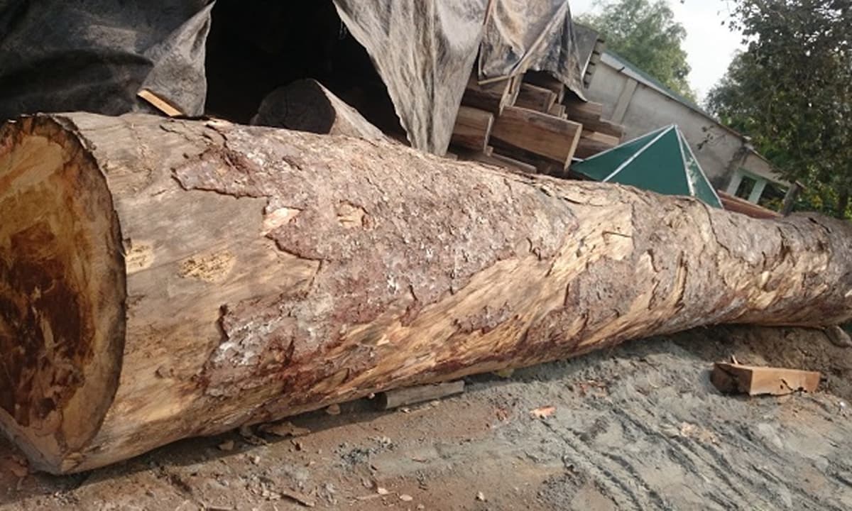 Loại gỗ siêu quý hiếm được xem như báu vật chỉ 2 quốc gia sở hữu trên thế giới, riêng Việt Nam có tới 1.000 cây