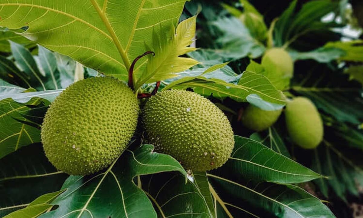 Việt Nam có 1 loại quả rẻ tiền nhưng bổ ngang nhân sâm tổ yến, hứa hẹn là 'siêu thực phẩm' mới
