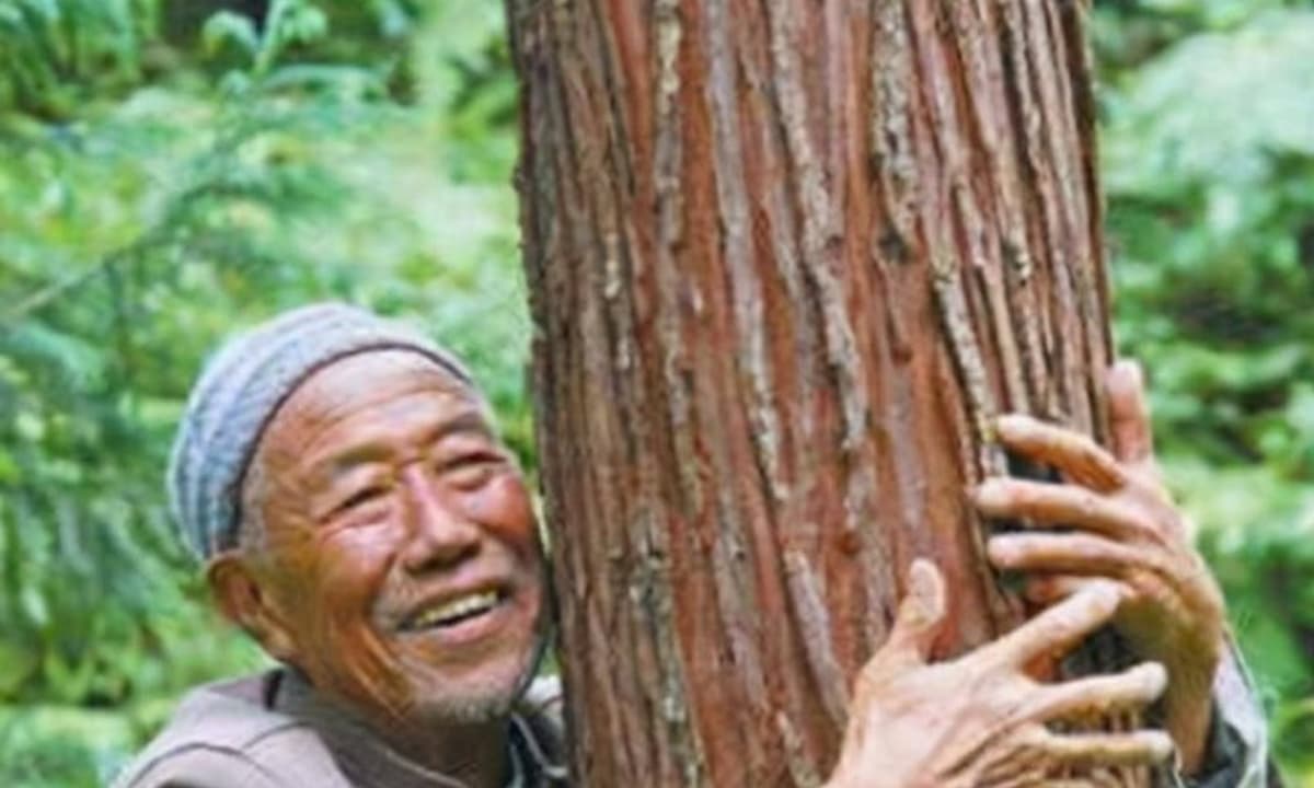 Lão nông dân phát hiện 3 cây gỗ quý hơn 1.000 năm tuổi trong vườn nhà, thương gia ra giá hơn 900 tỷ đồng vẫn quyết không bán