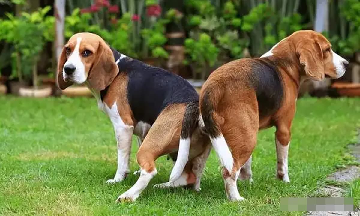 Tại sao mông của chó lại dính vào nhau khi giao phối? 