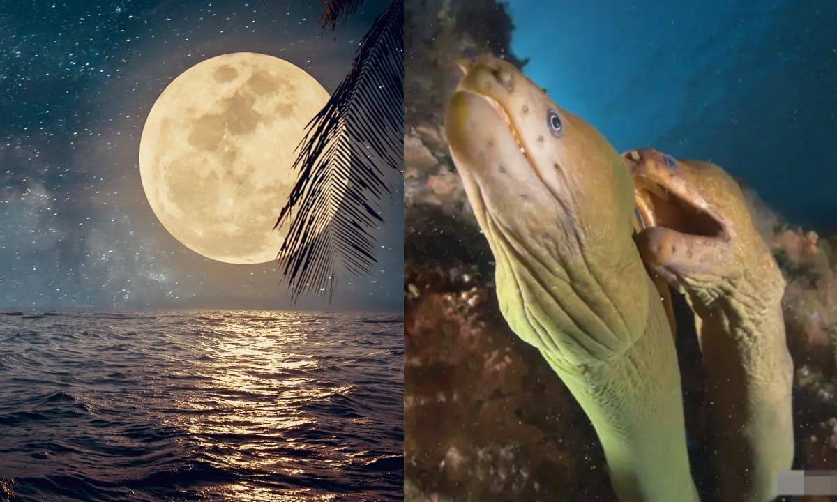 Người xưa nói: 'Dù nghèo đến đâu cũng đừng ăn lươn ngắm trăng', lươn ngắm trăng là gì? Tại sao lươn ngắm trăng lại độc đến vậy?