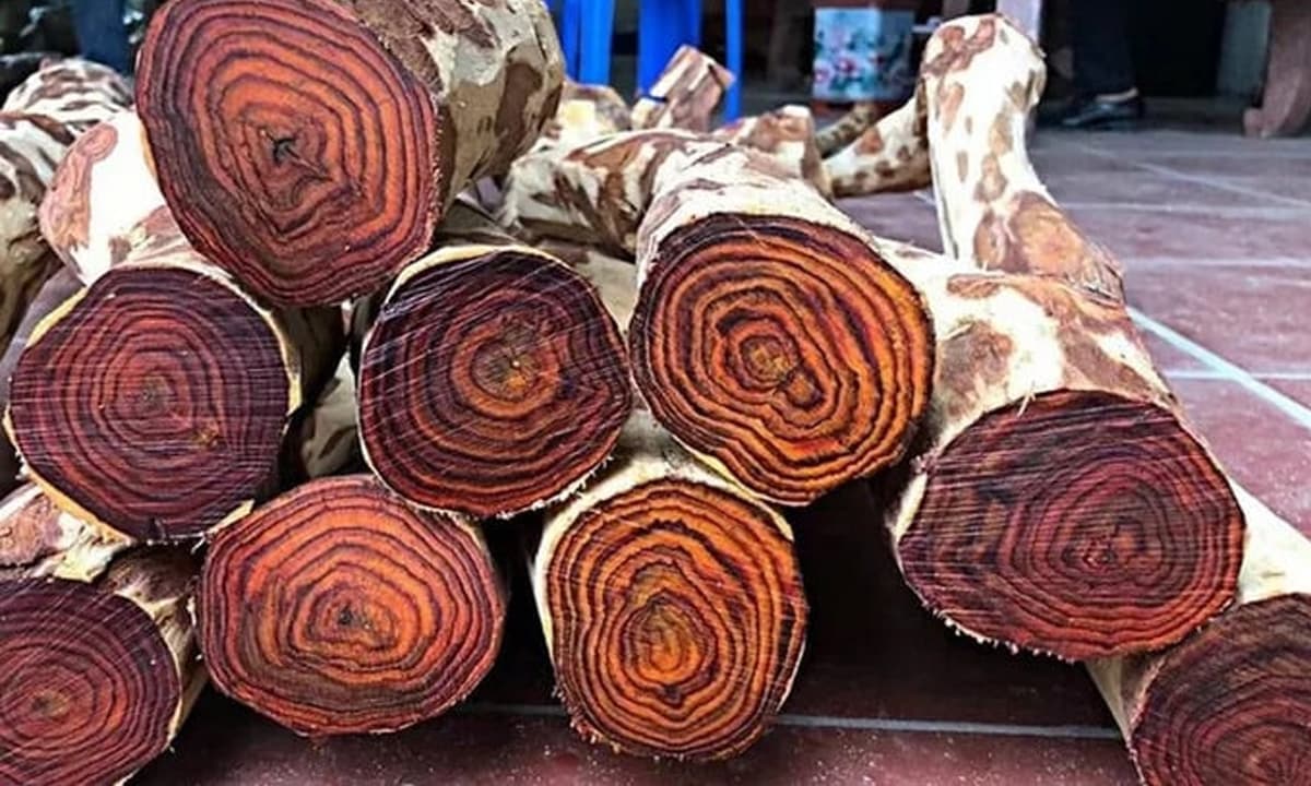 Loại gỗ được mệnh danh là 'khối vàng lộ thiên' trị giá hàng trăm tỷ đồng tại Việt Nam