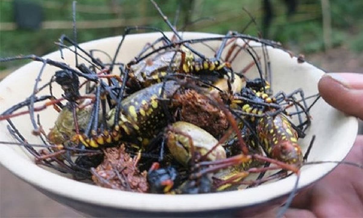 'Lộc trời' xuất hiện khi trời mưa, xưa không ai dám ăn nay thành đặc sản ưa chuộng, giá 250.000 đồng/kg