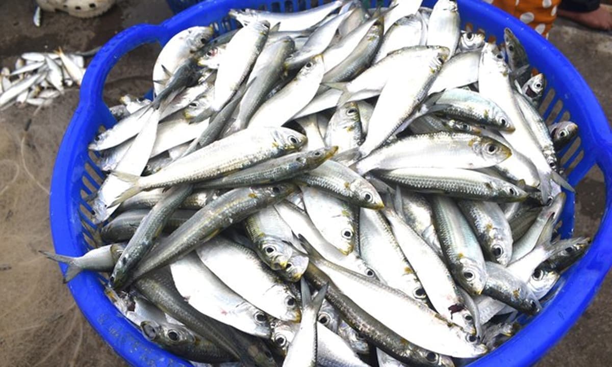 Đi chợ thấy loại cá này nhớ mua ngay: Dinh dưỡng vượt cá hồi mà giá chỉ bằng 1/5, tốt bậc nhất thế giới