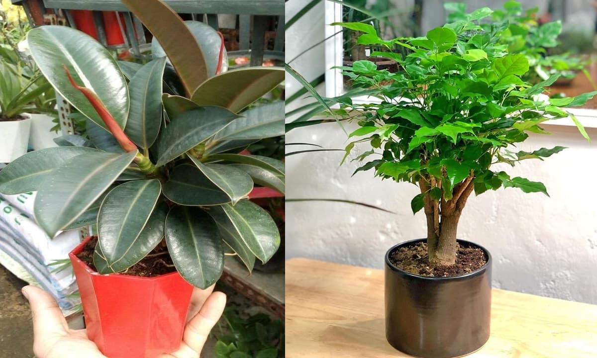 4 loại cây nên có trong phòng khách: 10 nhà đặt thì 9 nhà giàu, chưng 1 chậu để gia đình thịnh vượng