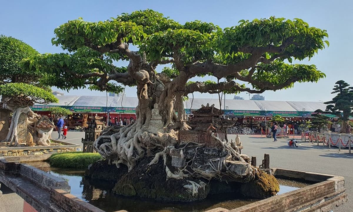 Loại cây 'báu vật' thuộc nhóm Tứ Linh tại Việt Nam, từng có người trả 250 cây vàng nhưng chủ nhân vẫn không bán