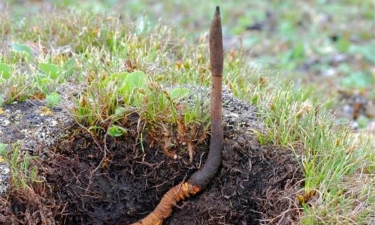 Loại 'cỏ dại' có giá lên đến 2,2 tỷ/kg, vô cùng quý hiếm, giá ngang căn chung cư nhưng không có mà bán