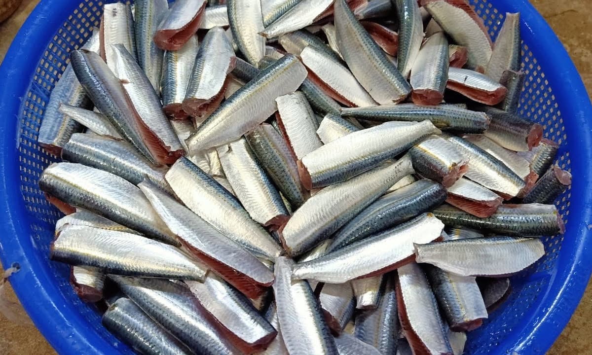 Việt Nam sở hữu loại cá được Mỹ đánh giá là 'Vua của các loại cá': Chợ nào cũng bán ê hề lại cực rẻ