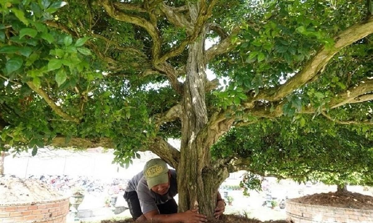 Loại cây chỉ có giá vài chục nghìn đồng, xưa trồng làm hàng rào, nay 'lột xác' thành siêu phẩm tiền tỷ