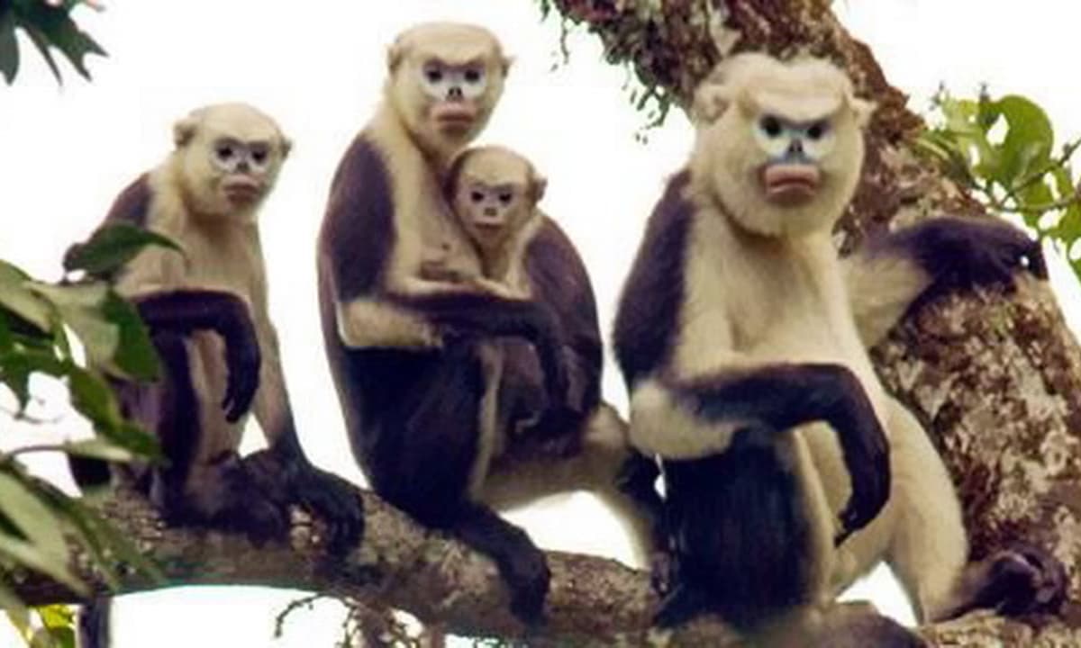 Loài động vật quý hiếm bậc nhất thế giới chỉ xuất hiện tại Việt Nam, hiện còn khoảng 200 cá thể