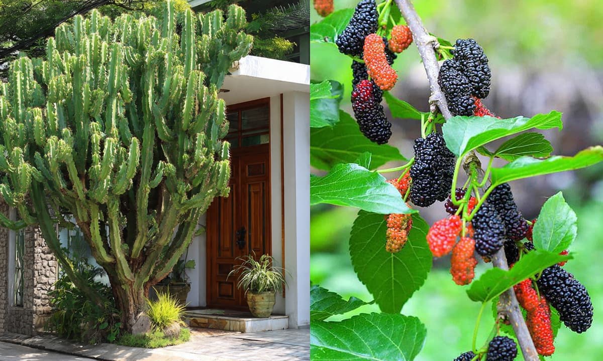Người xưa dặn: '3 cây này chắn cửa, tai họa sẽ đến, tiền bạc đội nón ra đi', là cây gì?