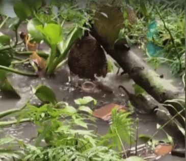 Tình đầu của Lâm Chí Dĩnh: Từ đại mỹ nhân châu Á đến ‘bà cô’ qua đường, sau khi lấy chồng giàu lại bị ruồng bỏ