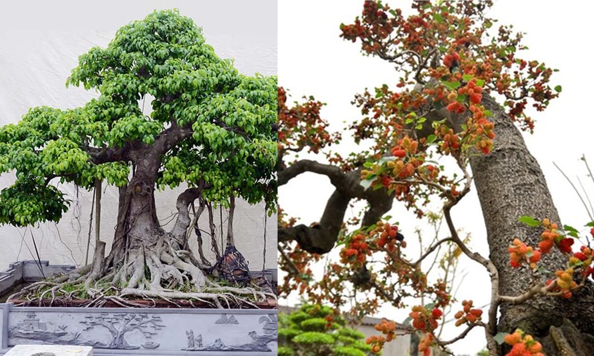 Tổ Tiên căn dặn: 'Đừng trồng cây dữ trước nhà, lộc tới cửa cũng hóa hư không', cây dữ ở đây là cây gì?