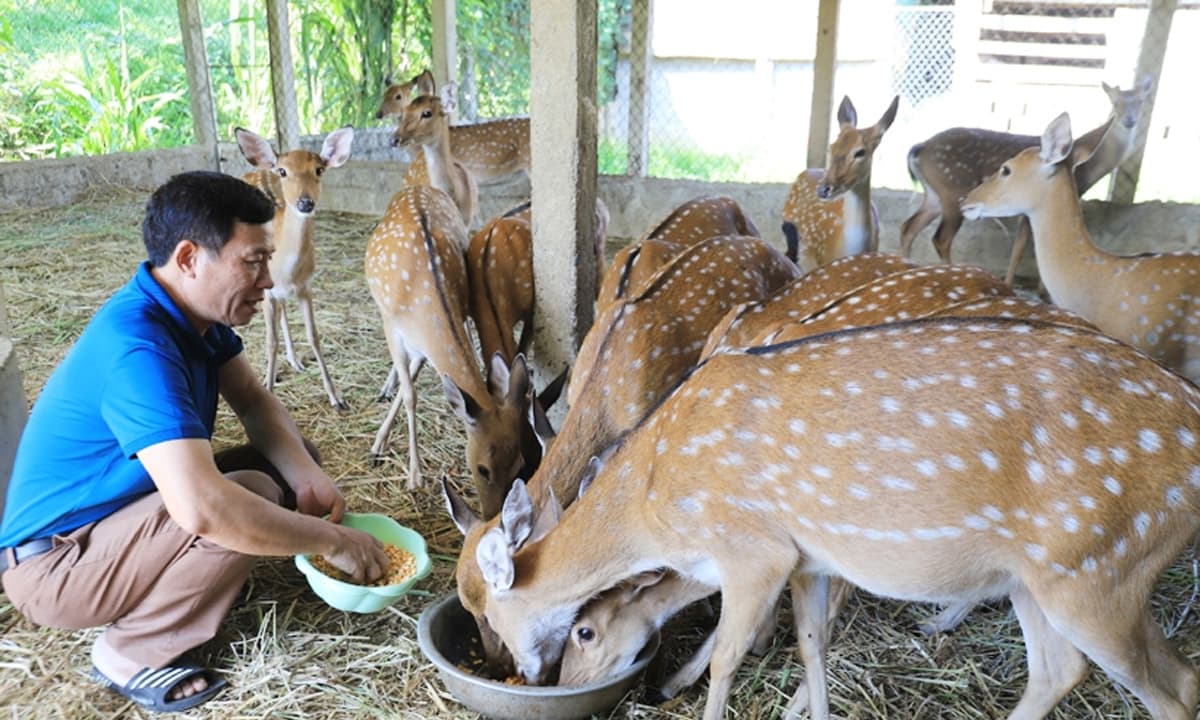 Nông dân Đà Nẵng nuôi con giống nhà giàu, cắt bán 'vàng trắng' đếm tiền mỏi tay, giá từ 10-12 triệu đồng/kg