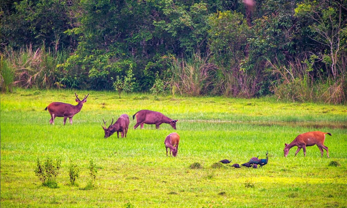 Một Vườn Quốc gia của Việt Nam vừa được tôn vinh trên bản đồ du lịch sinh thái quốc tế