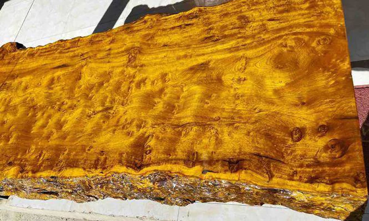 Loại gỗ quý hiếm hơn cả vàng ròng, 1 cây có giá bằng vài biệt phủ nhưng không ai dám trồng. Vì sao?