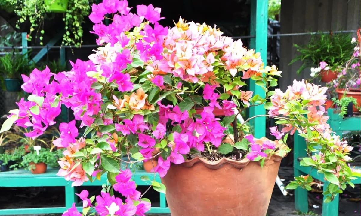 Bốn loại hoa này rất dễ trồng và đẹp, nếu 'cho nó ăn' vào mùa thu thì sẽ tạo nên một biển hoa nở rộ 