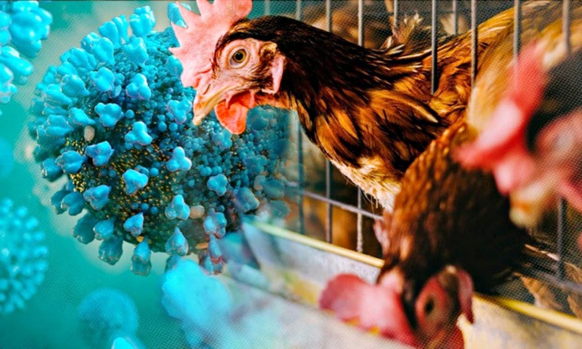 Cảnh báo: Thế giới có thể sắp đối mặt đại dịch mới, loại virus ít được chú ý