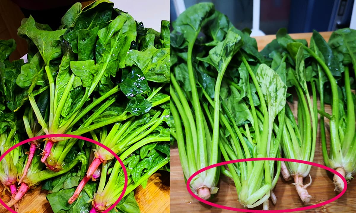 Đều là cải bó xôi, nhưng có sự khác biệt lớn giữa 'rễ đỏ' và 'rễ trắng'. Hãy lưu ý điều này trước khi mua; chúng sẽ mềm và ngọt hơn